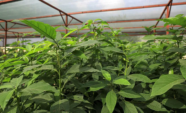 Avokado fidanı için geceden gelip sıraya giren var - 5