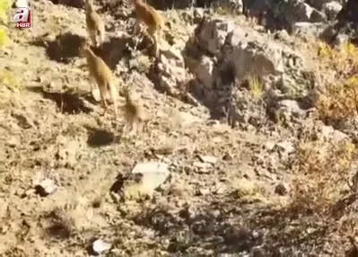 Sürü halinde ortaya çıktılar! Böyle poz verdiler