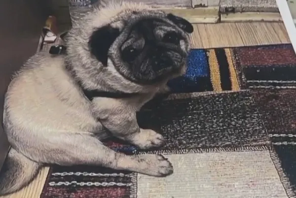 1651670059660.jpg İzmir'de akılalmaz görüntü! Balkondaki köpeği çaldı - 3