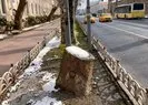 Çınar ağaçlarını katleden CHP’li İBB’ye tepki