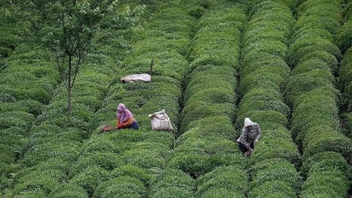 Çay üreticileri dikkat! ÇAYKUR'dan yaş çay alımına kontenjan