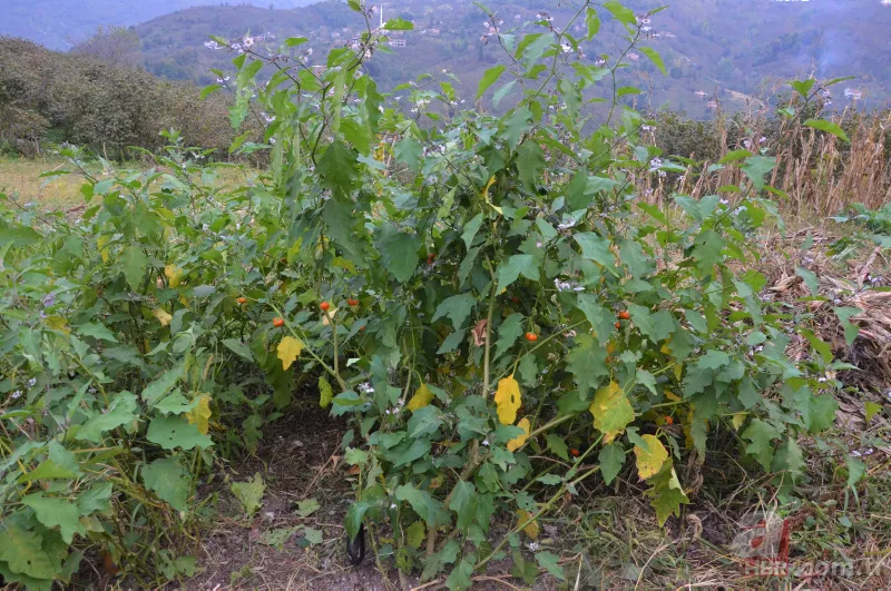 Yetiştirdiği çilek hayrete düşürdü! 45 günden fazla sürdü... Guinness Rekorlar Kitabı'na girdi 5
