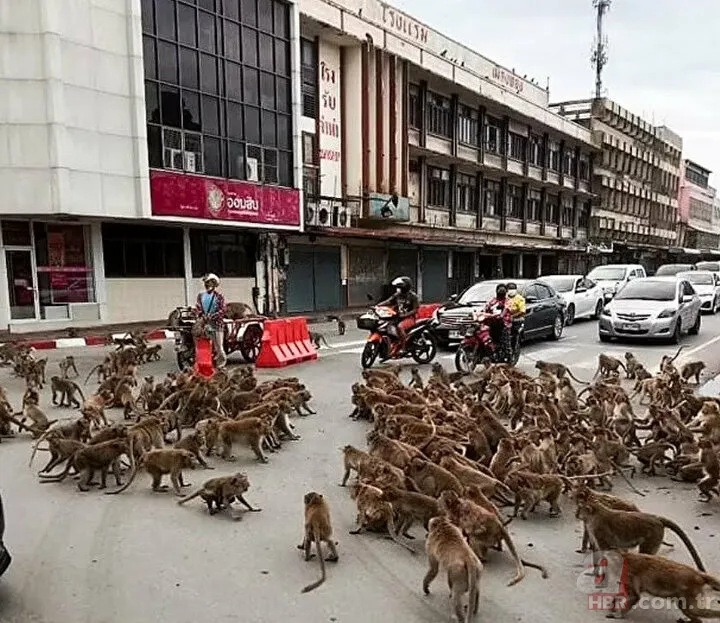 Köpekler aniden etrafını sardı! Dakikalarca ölüm kalım mücadelesi verdi ama... 21
