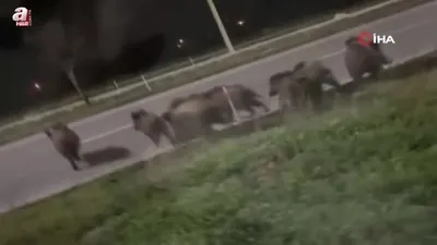 Şehir merkezinde domuz sürüsü görüldü
