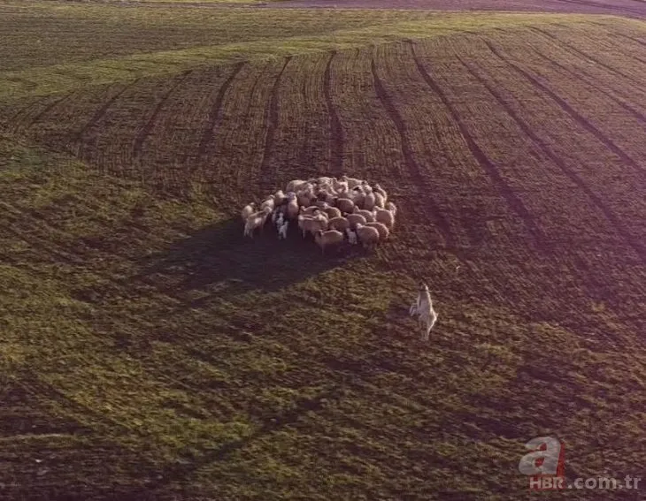 Kangal 5 metre yükseklikteki ’Drone’u kaptı! O anlar sosyal medyayı salladı