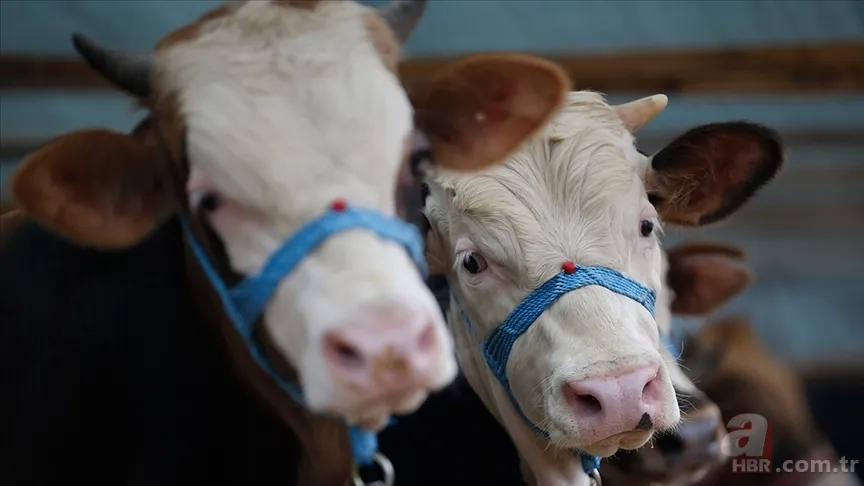 Hayvan pazarları neden kapatılıyor? Şap hastalığı nedir, tehlikeli mi? İnsana bulaşır mı, belirtileri neler? 4