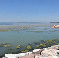 Tedirgin eden görüntü! Deniz yeşil örtüyle kaplandı