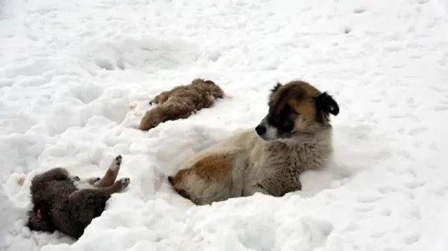 Van'da donarak ölen yavrularının başında ayrılmayan köpek duygulandırdı - 1