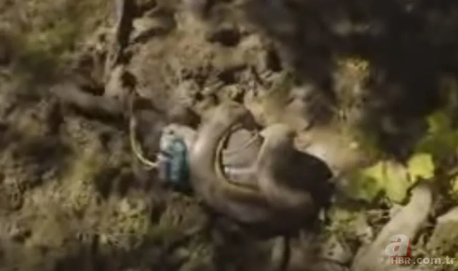 Kral kobra yılanı İngiliz adama saldırdı! Dünyanın en tehlikeli yılanı dinlenen adamı yakaladı 28