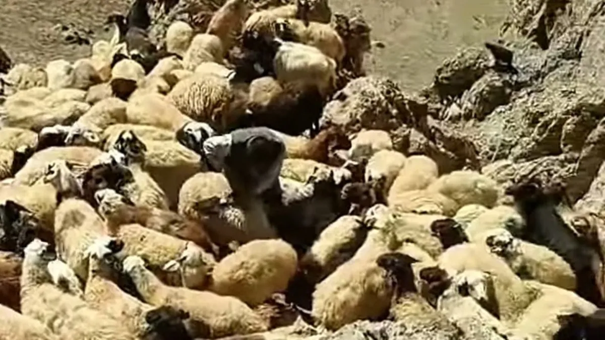 Van'da sürüye kurtlar saldırdı: 70'ten fazla koyun telef