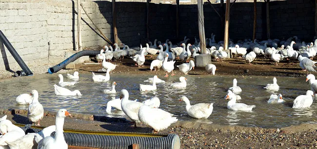 Vanlı siyasal mezunu Cihat Çiftçi kaz yetiştiricisi oldu! Yurt içi ve yurt dışına civciv göndermeye başladı - 9