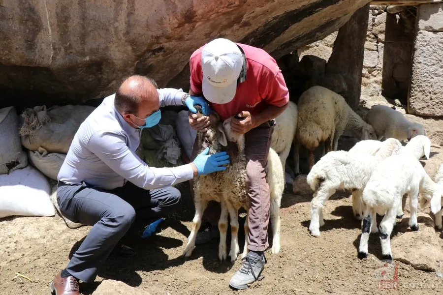 Ahıra giren kurt koyunları telef etti! Valilik vatandaşa yardım eli uzattı 1