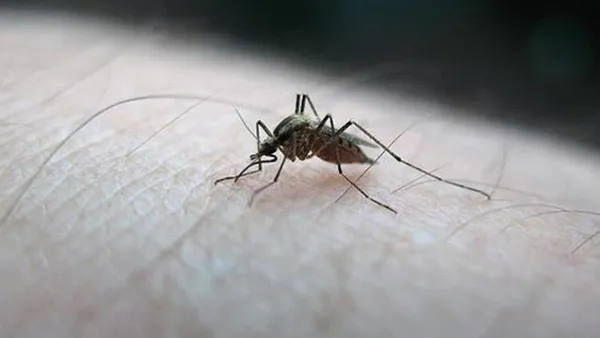 İstanbulluları korkutan sivrisinek haritası paylaşıldı! Milyonların sağlığı tehlikede