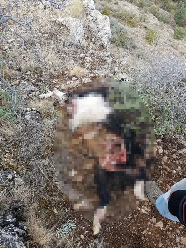 Otlatmaya götürdüğü keçileri dağda unuttu! Korkunç manzara - 2