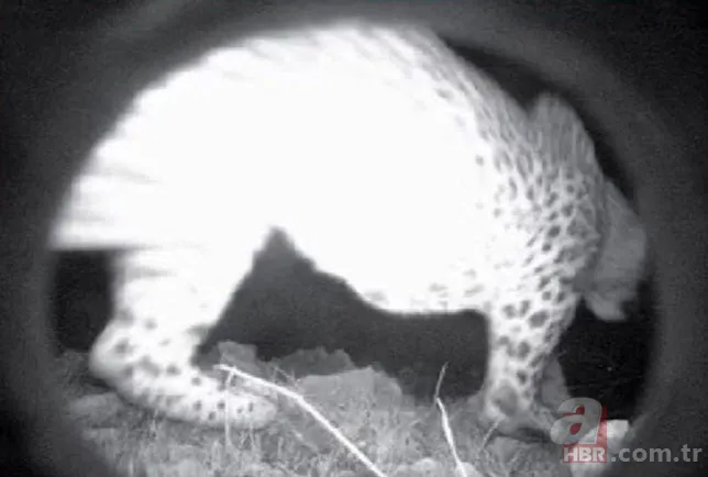 Cezası 1 milyon TL! Nesli tükenen tür 18 ilde aranacak 7