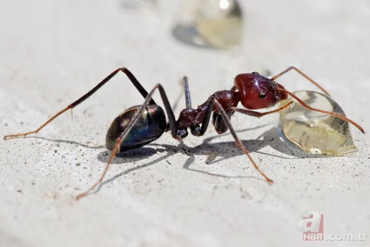 Karıncalarla ilgili şaşırtan keşif! Bilim insanları şoke oldu