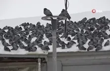 Kar sonrası güvercinlerden görsel şölen