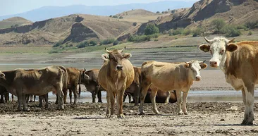 Kuraklığın tehlikeli boyutu gözler önüne serildi! Bir zamanlar denizi andıran göl çöle döndü