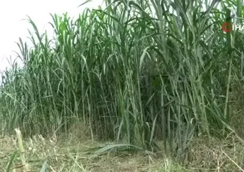 Samsun'da Maralfalfanın ilk hasadı yapıldı