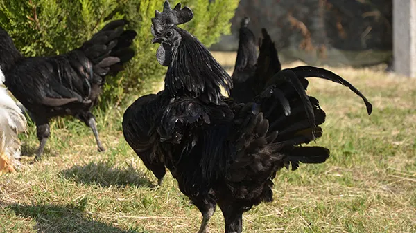 Siyah tavuğun tanesi 9 bin lira - 1