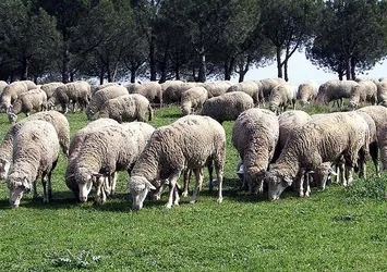 TİGEM'den 'Merinos' açıklaması