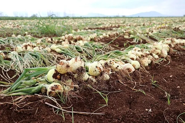 1683361347237.jpeg Soğan fiyatları dip yaptı ürünler tarlada kaldı! Soğanın kilosu 6 liraya geriledi - 5