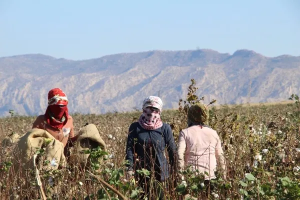 terorun-yerini-huzura-biraktigi-cudi-dagi-etekleri-pamuk-tarlalarina-donustu-genc-kizlarin-gelir-kaynagi-oldu-1668768966000.jpg