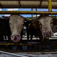 İstanbulda kurban fiyatları ne kadar?