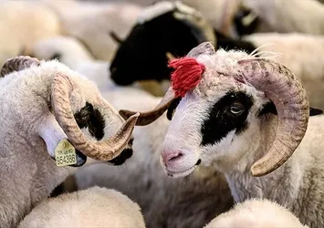 Kurban Bayramı ne zaman, hangi ayda? 2025 Kurban Bayramı tatili kaç gün olacak?