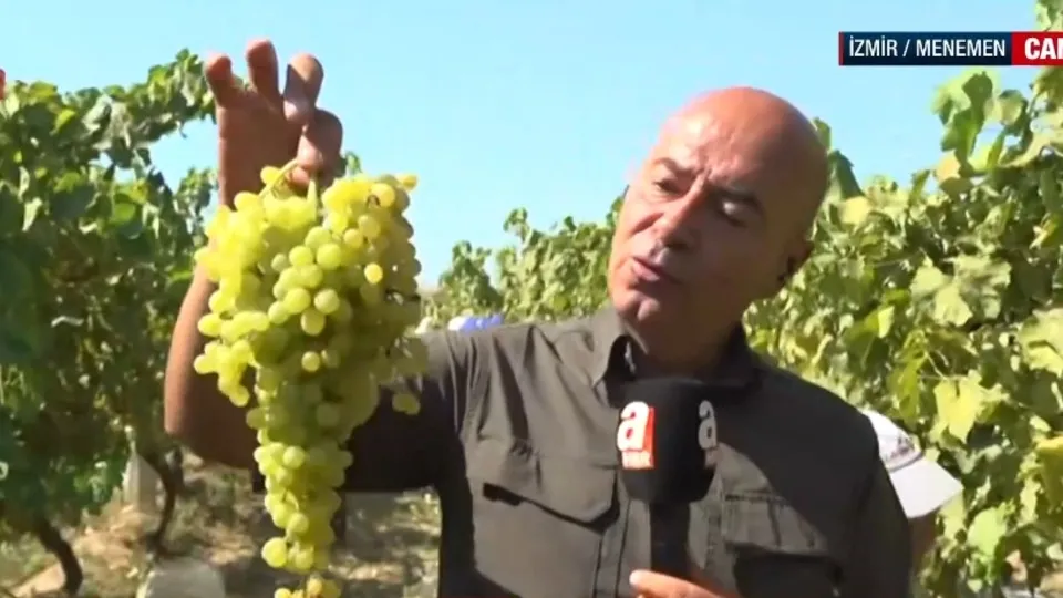 Sultani çekirdeksiz üzümün hasadı