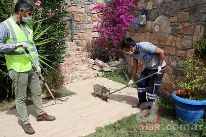 Lüks sitede büyük panik! Ortalığı birbirine kattı