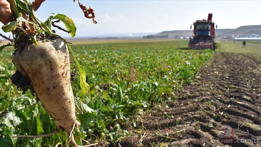 Kalp ve damar sağlığı için mucize! Kanı tertemiz yapıyor: Sırrı bir bardakta saklı 2