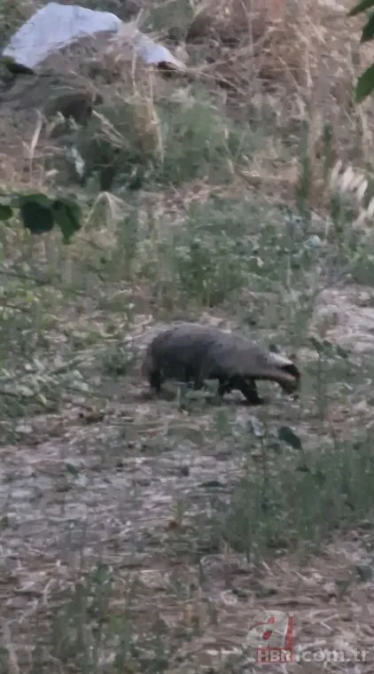 Nesli tükenme tehlikesi altında! O ilimizde görüntülendi 1