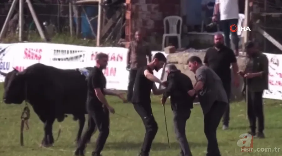 Şampiyon boğanın gazabı! Sahibine böyle saldırdı 8