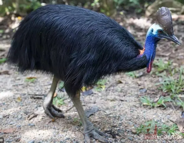 Bilecik’te 220 kiloluk dev domuz avcıya saldırdı! O anlar kamerada 20