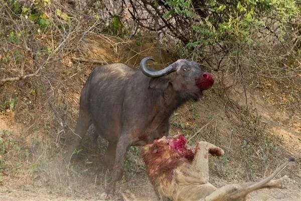 Sırtlanların arasında tek başına kalan aslanın mucize kurtuluşu! Son anda öyle şeyler oldu ki... 