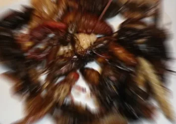 Her yıl 1 kilogram böcek yiyoruz