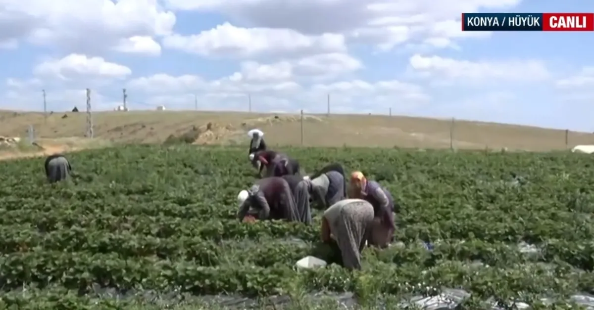 Tescilli Hüyük çileğinde hasat vakti!