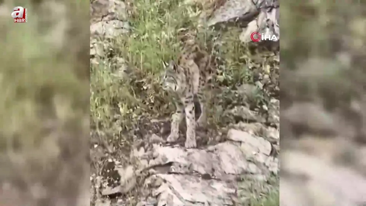 Erzincan Kemaliye'de görüntülendi! Ormanın hayaleti...