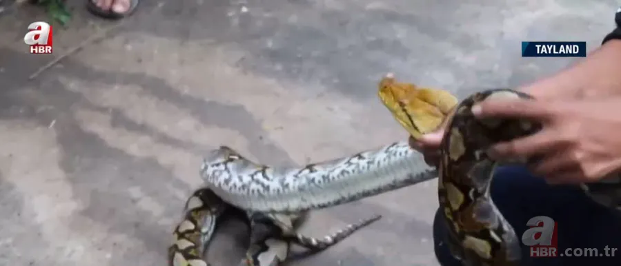 Fabrikada dev piton paniği! Yılan avcısı genç kadın... 19