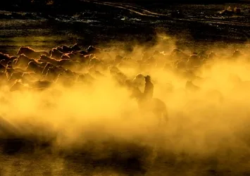 Yılkı atları fotoğrafçıların gözdesi oldu