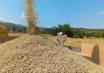 Tarihi 10 bin yıl öncesine dayanıyor! Siyez buğdayının hasadı başladı