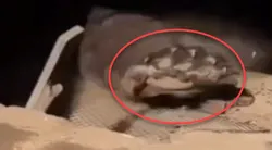 Bodrumdan çıktı! Ev sahibi şoke oldu: Tam 225 kilo...