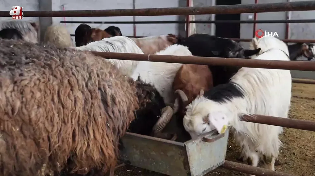 Elazığ’da kurbanlık satışları başladı