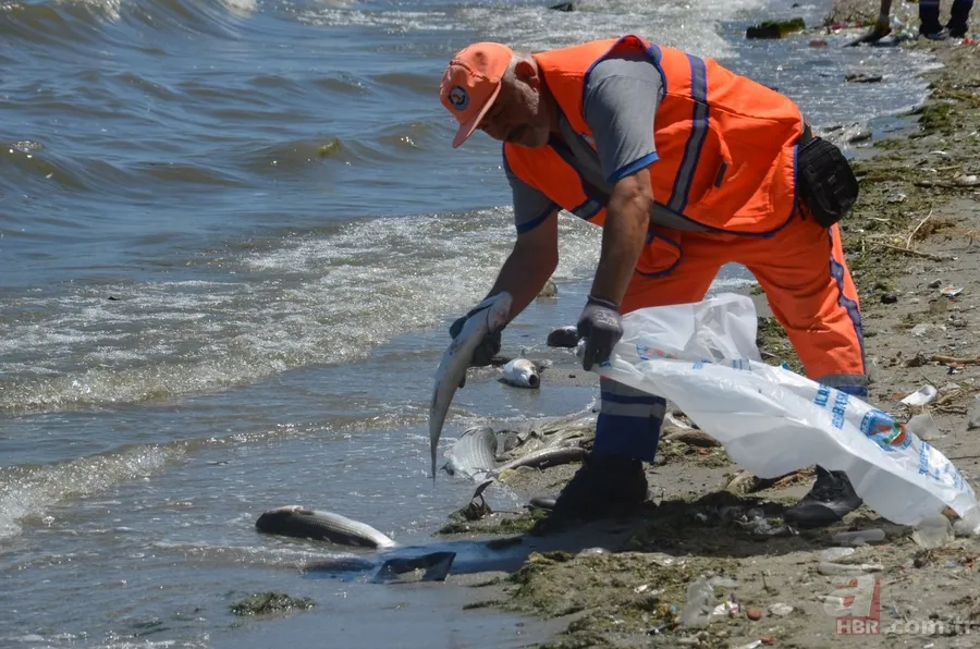 İstanbul'da büyük skandal ve acı veren görüntüler! Küçükçekmece'deki balık ölümlerinin nedeni ne? 14