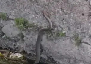 Balık tutmaya gidince karşılaştılar! 2 metre uzunluğunda...