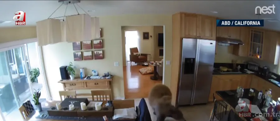 Vahşi doğada ölümcül karşılaşma! Ayı yavrularını… 21