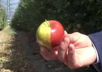 Sarı kırmızı elma görenleri şaşırtıyor