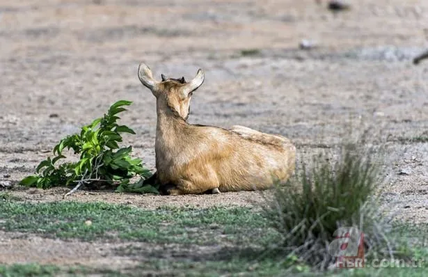Vahşi doğadan inanılmaz görüntüler 12