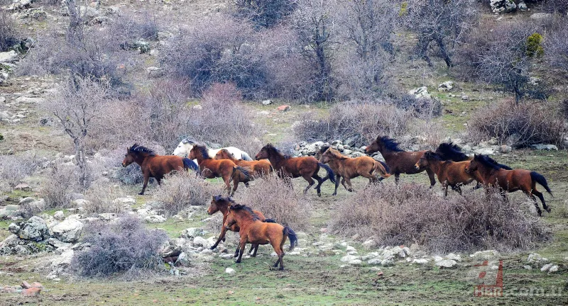 Murat Dağı'ndaki yılkı atlarının sayısı artıyor 11